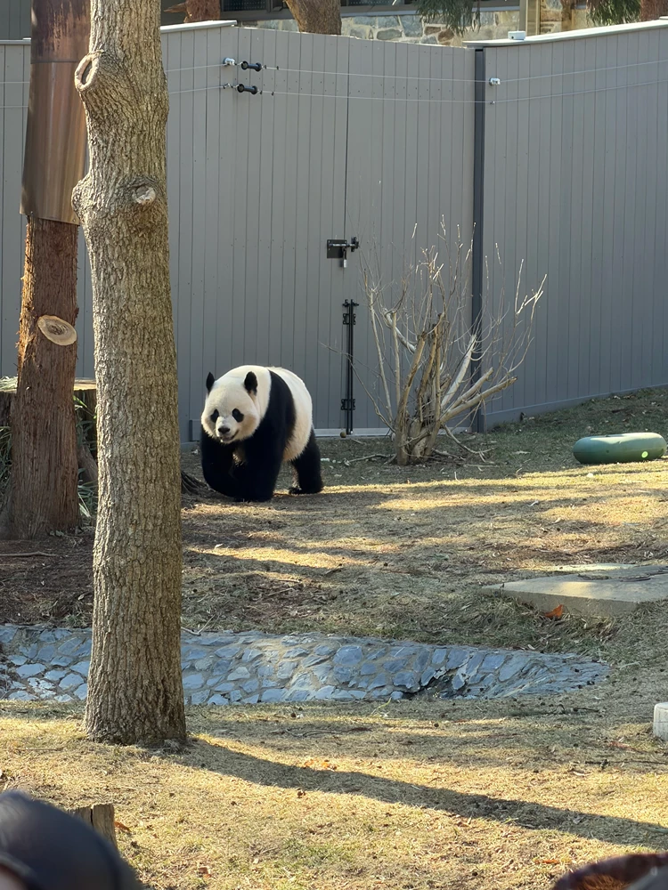 Giant Panda at the Smithsonian National Zoo