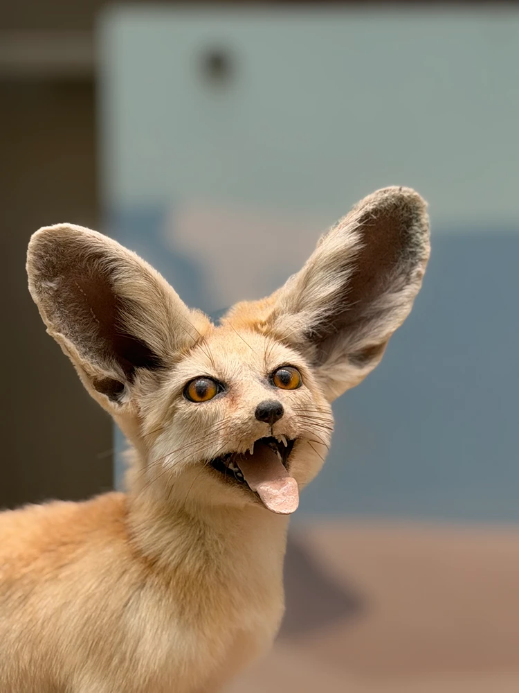 Fennec Fox encounter
